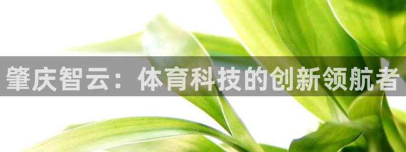 肇庆智云：体育科技的创新领航者